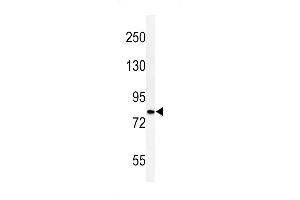 Western blot analysis of CDH20 Antibody (N-term) (ABIN653827 and ABIN2843095) in HepG2 cell line lysates (35 μg/lane). (Cadherin 20 抗体  (N-Term))