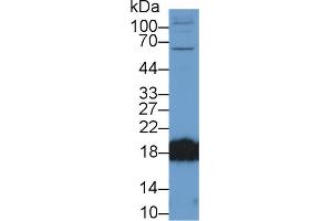 Western Blot; Sample: Rat Cerebrum lysate; Primary Ab: 2µg/ml Rabbit Anti-Mouse CPLX2 Antibody Second Ab: 0. (CPLX2 抗体  (AA 1-134))