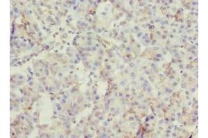 Immunohistochemistry of paraffin-embedded human pancreatic tissue using ABIN7166022 at dilution of 1:100 (ROGDI 抗体  (AA 14-287))