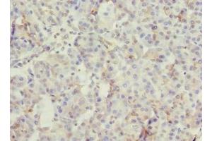 Immunohistochemistry of paraffin-embedded human pancreatic tissue using ABIN7166022 at dilution of 1:100 (ROGDI 抗体  (AA 14-287))