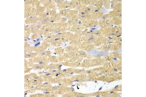 Immunohistochemistry of paraffin-embedded mouse heart using HAX1 antibody. (HAX1 抗体  (AA 1-279))