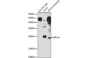 Immunoprecipitation analysis of 200 μg extracts of NIH/3T3 cells using 3 μg RhoA antibody (ABIN6134426, ABIN6146932, ABIN6146933 and ABIN6218128). (RHOA 抗体  (C-Term))