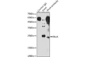 Immunoprecipitation analysis of 200 μg extracts of NIH/3T3 cells using 3 μg RhoA antibody (ABIN6134426, ABIN6146932, ABIN6146933 and ABIN6218128). (RHOA 抗体  (C-Term))