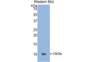 Western Blotting (WB) image for anti-Fibronectin Type III Domain Containing 5 (FNDC5) (AA 74-209) antibody (ABIN1858906) (FNDC5 抗体  (AA 74-209))