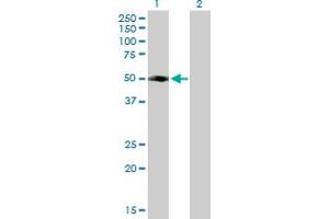 Western Blot analysis of FLJ46536 expression in transfected 293T cell line by FLJ46536 MaxPab polyclonal antibody. (RUFY4 抗体  (AA 1-398))