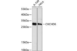 Western blot analysis of extracts of various cell lines, using CHCHD6 antibody (ABIN6133212, ABIN6138497, ABIN6138498 and ABIN6216718) at 1:3000 dilution. (CHCHD6 抗体  (AA 1-235))