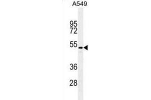 Western Blotting (WB) image for anti-Transforming Growth Factor, beta 2 (TGFB2) antibody (ABIN2995350) (TGFB2 抗体)