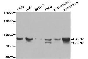 Western blot analysis of extracts of various cell lines, using CAPN2 antibody. (Calpain 2 抗体)