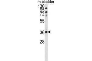 Western blot analysis of CCDC3 Antibody (C-term) in mouse bladder tissue lysates (35ug/lane). (CCDC3 抗体  (C-Term))