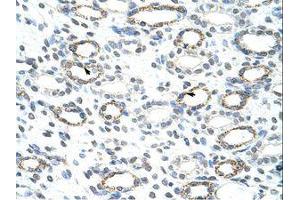 Image no. 1 for anti-Forkhead Box Q1 (FOXQ1) (AA 29-78) antibody (ABIN202435) (FOXQ1 抗体  (AA 29-78))