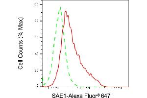Flow cytometric analysis of SAE1 expression in HAP-1 cells using SAE1 antibody (ABIN7800457), 1:2,000).
