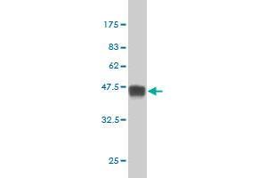 Western Blot detection against Immunogen (38. (MAPK12 抗体  (AA 251-367))