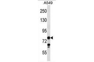 CCDC13 Antibody (N-term) western blot analysis in A549 cell line lysates (35µg/lane). (CCDC13 抗体  (N-Term))