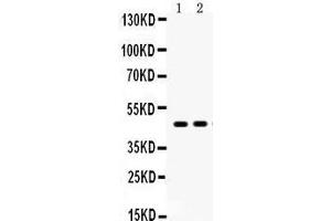 Anti- AGTR1 Picoband antibody, Western blotting All lanes: Anti AGTR1  at 0. (Angiotensin II Type-1 Receptor 抗体  (N-Term))