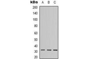 Western blot analysis of C1QL2 expression in A549 (A), MCF7 (B), Hela (C) whole cell lysates. (C1QL2 抗体  (C-Term))