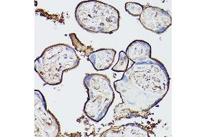 Immunohistochemistry (IHC) image for anti-Thrombomodulin (THBD) (AA 200-500) antibody (ABIN1683026)
