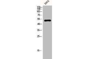 Western Blot analysis of k562 cells using GPR152 Polyclonal Antibody (GPR152 抗体  (N-Term))