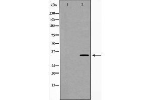 Western blot analysis of extracts of mouse fetal lung tissue lysate, using CA4 antibody. (CA4 抗体  (Internal Region))