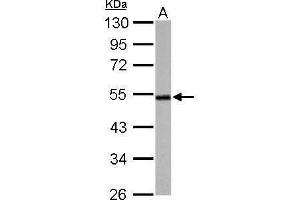 WB Image Cyclin A2 antibody detects CCNA2 protein by Western blot analysis. (Cyclin A 抗体)