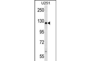 TTC13 Antibody (N-term) (ABIN657597 and ABIN2846596) western blot analysis in  cell line lysates (35 μg/lane). (TTC13 抗体  (N-Term))