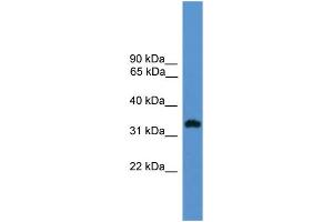 WB Suggested Anti-OR1L8 Antibody Titration: 1. (OR1L8 抗体  (C-Term))