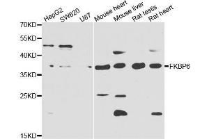 Western blot analysis of extracts of various cell lines, using FKBP6 antibody (ABIN5974220) at 1/1000 dilution. (FKBP6 抗体)
