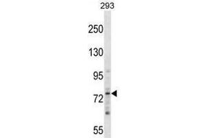 ZNF81 Antibody (N-term) western blot analysis in 293 cell line lysates (35 µg/lane). (ZNF81 抗体  (N-Term))