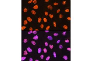 Immunofluorescence (IF) image for anti-Polypyrimidine Tract Binding Protein 1 (PTBP1) antibody (ABIN7269464)