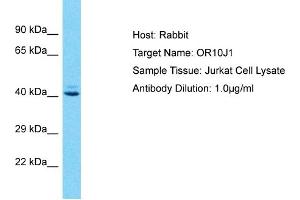 Western Blotting (WB) image for anti-Olfactory Receptor, Family 10, Subfamily J, Member 1 (OR10J1) (C-Term) antibody (ABIN2791817)