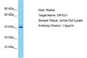 Host: Rabbit Target Name: OR10J1 Sample Type: Jurkat Whole Cell lysates Antibody Dilution: 1. (OR10J1 抗体  (C-Term))