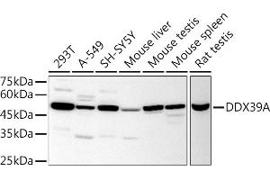 Western blot analysis of extracts of various cell lines, using DDX39A antibody (ABIN6131590, ABIN6139489, ABIN6139491 and ABIN6223963) at 1:1000 dilution. (DDX39 抗体  (AA 178-427))