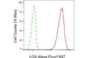 Flow cytometric analysis of LOX expression in HT- cells using LOX antibody (ABIN7799311), 1:2,000). (Recombinant LOX 抗体)