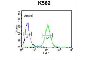 Flow cytometric analysis of K562 cells (right histogram) compared to a negative control cell (left histogram). (RTN4RL1 抗体  (C-Term))