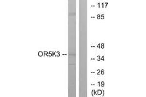 Western blot analysis of extracts from K562 cells, using OR5K3 Antibody. (OR5K3 抗体  (AA 232-281))