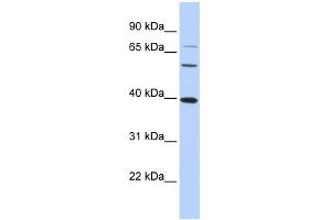 WB Suggested Anti-MAF Antibody Titration:  0. (MAF 抗体  (N-Term))