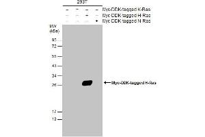 WB Image Non-transfected (–) and transfected (+) 293T whole cell extracts (30 μg) were separated by 12% SDS-PAGE, and the membrane was blotted with H-Ras antibody , diluted at 1:5000. (HRAS 抗体  (C-Term))