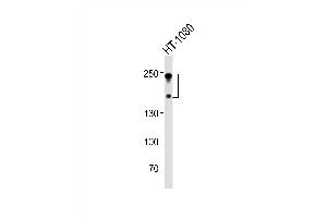 Western blot analysis of lysate from HT-1080 cell line, using NC Antibody (C-term) (ABIN6242237 and ABIN6577689). (CD56 抗体  (C-Term))