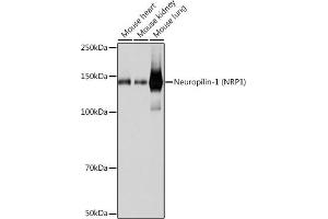 Western blot analysis of extracts of various cell lines, using Neuropilin-1 (NRP1) (NRP1) antibody (ABIN7268891) at 1:1000 dilution. (Neuropilin 1 抗体)