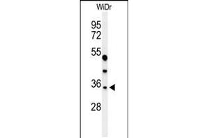 Western blot analysis of MAFA Antibody in WiDr cell line lysates (35ug/lane) (MAFA 抗体  (C-Term))