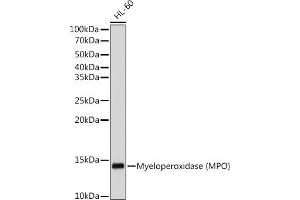 Western blot analysis of extracts of HL-60 cells, using Myeloperoxidase (MPO) antibody (ABIN7268726) at 1:500 dilution. (Myeloperoxidase 抗体)
