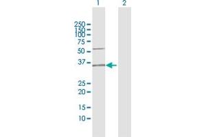 Western Blot analysis of C12orf24 expression in transfected 293T cell line by C12orf24 MaxPab polyclonal antibody. (C12ORF24 抗体  (AA 1-273))