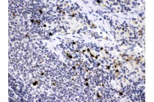 Elastase/ELANE/ELA2 was detected in paraffin-embedded sections of rat spleen tissues using rabbit anti- Elastase/ELANE/ELA2 Antigen Affinity purified polyclonal antibody (Catalog # ) at 1 ? (ELANE 抗体  (AA 27-265))