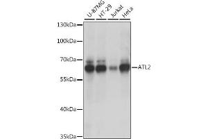 Western blot analysis of extracts of various cell lines, using  antibody (ABIN7265713) at 1:1000 dilution. (ATL2 抗体  (AA 390-470))