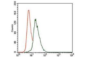 Flow cytometric analysis of HeLa cells using VAV1 mouse mAb (green) and negative control (red). (VAV1 抗体  (AA 121-324))