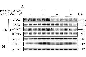 Inhibition of JAK2/STAT5 signaling pathway blocked the promotive effect of Pro-Gly on IGF-1 expression and secretion in the HepG2 cells. (JAK2 抗体  (pTyr1007, pTyr1008))