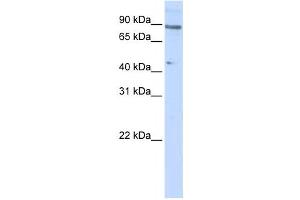 Western Blotting (WB) image for anti-Zinc Finger Protein 280C (ZNF280C) antibody (ABIN2458380) (ZNF280C 抗体)