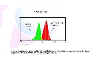 Image no. 1 for anti-Endoglin (ENG) antibody (FITC) (ABIN1112035) (Endoglin 抗体  (FITC))