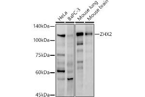 Western blot analysis of extracts of various cell lines, using ZHX2 antibody (ABIN7271565) at 1:1000 dilution. (ZHX2 抗体)