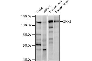 Western blot analysis of extracts of various cell lines, using ZHX2 antibody (ABIN7271565) at 1:1000 dilution. (ZHX2 抗体)