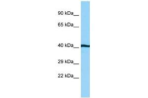 WB Suggested Anti-AHSA1 Antibody Titration: 1. (AHSA1 抗体  (C-Term))